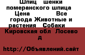 Шпиц - шенки померанского шпица › Цена ­ 20 000 - Все города Животные и растения » Собаки   . Кировская обл.,Лосево д.